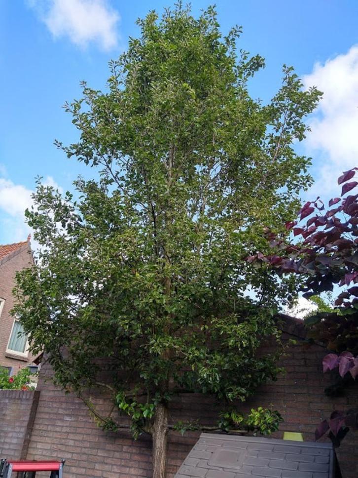 Snoeiwerk heggen, struiken, fruitbomen, leibomen, knotbomen, Tuin en Terras, Planten | Fruitbomen, Overige soorten, 250 tot 400 cm