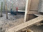 Te koop jonge marans haan, Dieren en Toebehoren, Pluimvee, Mannelijk, Kip