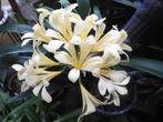 gele clivia, Ophalen, Overige soorten, Halfschaduw, In pot