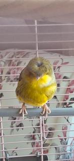 Gloster pop met kuif, Dieren en Toebehoren, Vogels | Kanaries, Vrouwelijk
