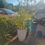 Laurier in pot, Tuin en Terras, Planten | Bomen, Halfschaduw, Overige soorten, 100 tot 250 cm, Ophalen