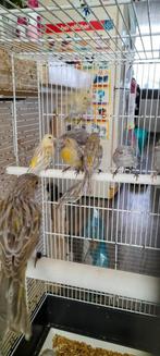 Kanaries, Dieren en Toebehoren, Vogels | Kanaries, Meerdere dieren