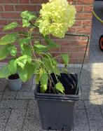 Hortensia Anabel, Vaste plant, Halfschaduw, Zomer, Ophalen