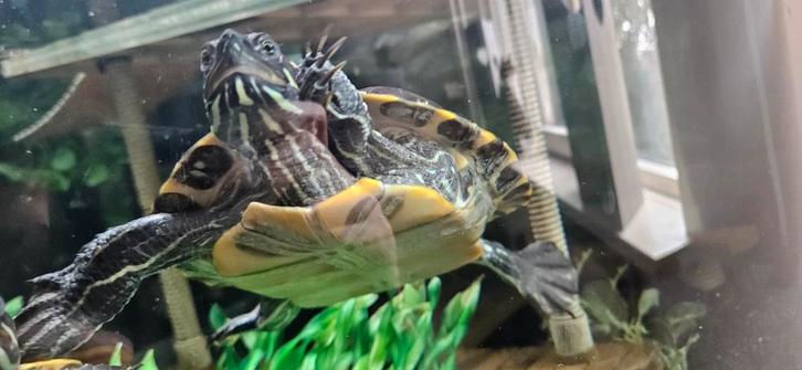 Waterschildpad vrouwtje zoekt een goed thuis, Dieren en Toebehoren, Reptielen en Amfibieën | Toebehoren, Ophalen
