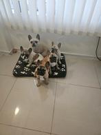 French bulldog / Franse bulldog, Dieren en Toebehoren, Honden | Bulldogs, Pinschers en Molossers, België, Particulier, Reu, 8 tot 15 weken