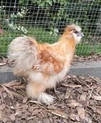 Zijdehoen en sabelpootkriel haantjes, Dieren en Toebehoren, Pluimvee, Meerdere dieren, Kip
