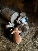 Hollander konijntjes 5€ per stuk, Dieren en Toebehoren, Konijnen, Meerdere dieren