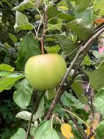 Gezocht; Ik zoek onbespoten appels, Diversen, Levensmiddelen, Ophalen of Verzenden