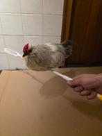 Isabelkleur antwerpse baardkriel kipjes, Dieren en Toebehoren, Vrouwelijk, Kip