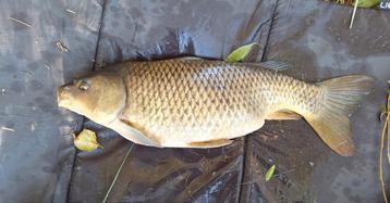 Visplekken gezocht!  beschikbaar voor biedingen