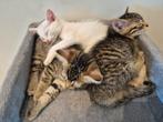 Kittens zoeken gouden mand gechipt, Dieren en Toebehoren, Katten en Kittens | Overige Katten, Meerdere dieren