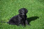 mooie zwarte flatcoated retriever pups, Dieren en Toebehoren, Honden | Retrievers, Spaniëls en Waterhonden, CDV (hondenziekte)