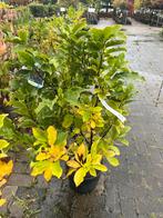 Prachtige Magnolia in Pot, Vaste plant, Halfschaduw, Lente, Ophalen
