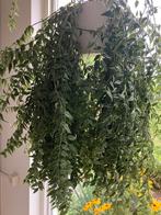 Hoya ( wasbloem), Huis en Inrichting, Kamerplanten, Ophalen, Overige soorten, Minder dan 100 cm
