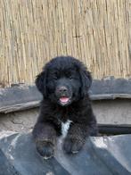 Newfoundlander kruising pups, 8 tot 15 weken, Groot, CDV (hondenziekte), Meerdere