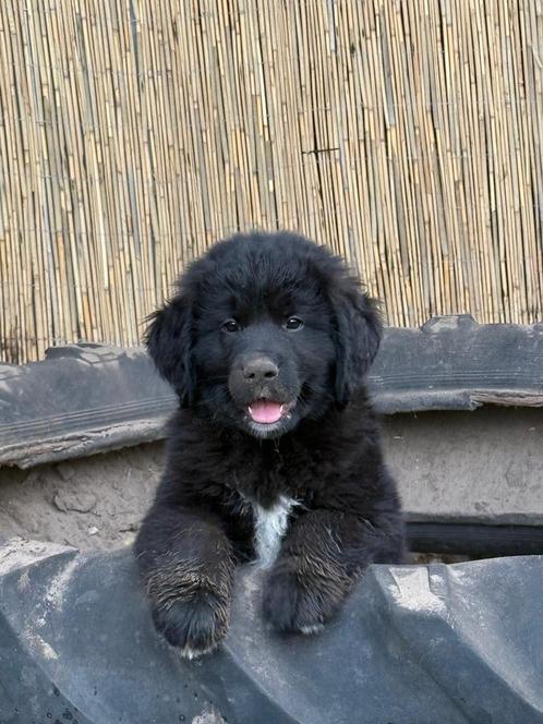 Newfoundlander kruising pups, Dieren en Toebehoren, Honden | Niet-rashonden, Groot, Meerdere dieren, Particulier, Meerdere, Nederland