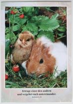 Cavia met kuiken, kaart met tekst, Ophalen of Verzenden, 1980 tot heden, Ongelopen, Knaagdier