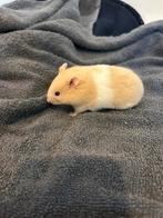 Goudhamster / syrische hamsters - nog 4 beschikbaar!!, Dieren en Toebehoren, Knaagdieren, Hamster, November, Meerdere dieren, Tam