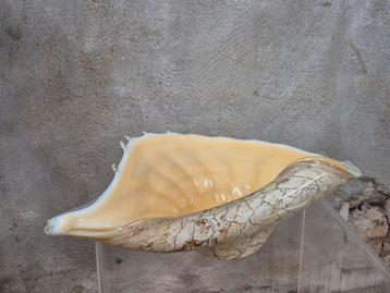 Prachtige grote glazen schelp schaal jozefina krosno beschikbaar voor biedingen