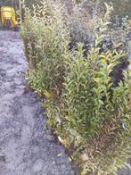 Liguster Ovalifolium - Ideaal voor een mooie haag!, Tuin en Terras, Planten | Struiken en Hagen, Ophalen, Liguster, Haag, 100 tot 250 cm