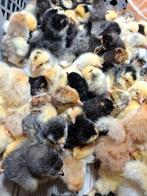 60 kuikens hennen, Dieren en Toebehoren, Pluimvee, Vrouwelijk, Kip