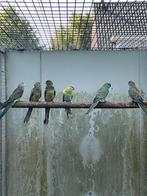 Veelkleuren parkieten, Dieren en Toebehoren, Vogels | Parkieten en Papegaaien, Meerdere dieren, Parkiet