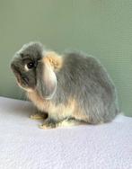 Raszuiver lilac otter vc minilop rammetje, Mannelijk, Dwerg, Hangoor, 0 tot 2 jaar