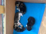 Lieve Europese korthaar kittens te koop, Kortharig
