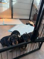 Dwergteckel pups te koop mogen nest bijna verlaten, Dieren en Toebehoren, Honden | Teckels en Dashonden, Rabiës (hondsdolheid)