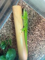 Reuzendaggekko phlesuma grandis, Dieren en Toebehoren, Hagedis, 3 tot 6 jaar