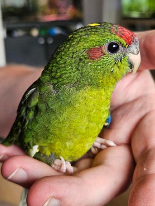 Jonge kakariki's, Dieren en Toebehoren, Vogels | Parkieten en Papegaaien, Parkiet, Meerdere dieren, Geringd