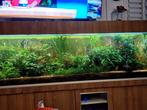 Aquarium 200 x 50/70 x 65 cm met onderkast, Dieren en Toebehoren, Ophalen, Gebruikt, Leeg aquarium