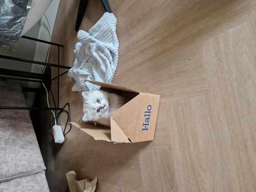 De laatste kitten!, Dieren en Toebehoren, Katten en Kittens | Overige Katten, Poes, 0 tot 2 jaar