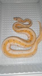 0.1  spinnerblast OD pastel, Slang