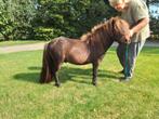 Super leuke 2 jarige NSPS minishetlandpony hengst 78cm, Dieren en Toebehoren, Pony's, 0 tot 2 jaar, Hengst, A pony (tot 1.17m)