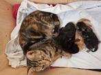 Lieve kittens/kitten te koop, Dieren en Toebehoren, Katten en Kittens | Overige Katten