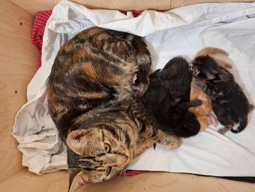 Lieve kittens/kitten te koop beschikbaar voor biedingen