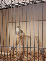 Kuifkanarie's, Dieren en Toebehoren, Vogels | Kanaries