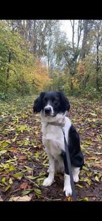 Hond zoekt forever home, Dieren en Toebehoren, Honden | Niet-rashonden, Parvo, 1 tot 2 jaar, Teef, Eén hond