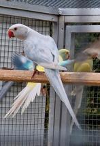 Overjarige halsbanden ., Dieren en Toebehoren, Vogels | Parkieten en Papegaaien, Meerdere dieren, Parkiet