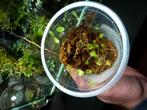 Begonia dodsonii, zeldzaam!, Ophalen of Verzenden, Halfschaduw, Minder dan 100 cm