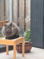 britse korthaar, Ophalen of Verzenden