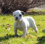 Supermooie Amerikaanse bulldog pups met stamboom, Dieren en Toebehoren, Nederland, CDV (hondenziekte), 8 tot 15 weken, Bulldog