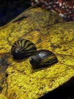 Neritina Natalensis Zebra Renslak Aquariumslak, Slak of Weekdier