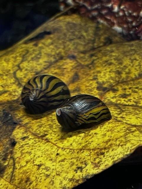 Neritina Natalensis Zebra Renslak Aquariumslak, Dieren en Toebehoren, Vissen | Aquariumvissen, Slak of Weekdier