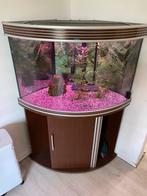 Mooi hoek aquarium te koop, Dieren en Toebehoren, Vissen | Aquaria en Toebehoren, Ophalen, Gebruikt, Gevuld zoetwateraquarium
