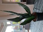 Prachtige Sansevieria, Ophalen, Overige soorten, Minder dan 100 cm
