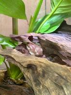 Koraalteenboomkikkers - Litoria Caerulea