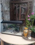 Juwel Aquarium 60x38x30, Dieren en Toebehoren, Ophalen, Zo goed als nieuw, Leeg aquarium