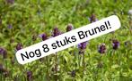 Gewone Brunel / bijenkorfje /Prunella vulgaris., Ophalen, Bodembedekkers, Vaste plant, Halfschaduw